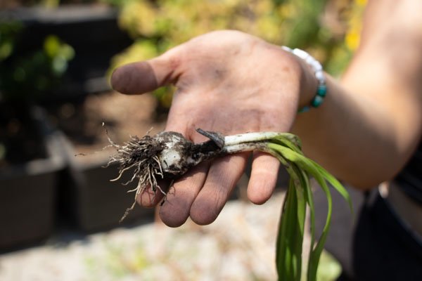 <p>Día de huerta</p> - Imagen 1